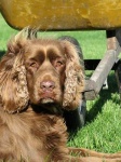 image of sussex_spaniel #21