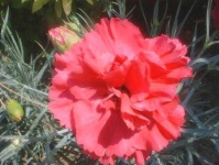 image of flower
