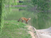 image of red_fox