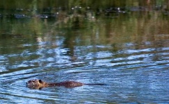 image of beaver
