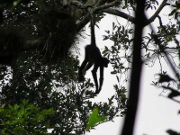 image of spider_monkey