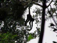 image of spider_monkey #2