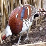 image of bird