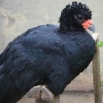 image of bird