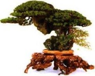 image of bonsai #6