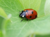 image of ladybugs #46