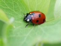 image of animal