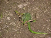 image of green_lizard
