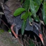 image of bird