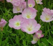 image of flower