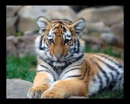 image of tiger_cat #11