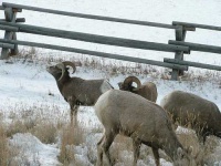 image of bighorn