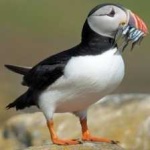 image of bird