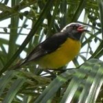 image of bananaquit #23