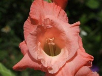 image of flower