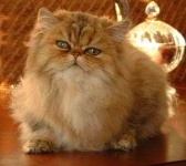image of persian_cat #12