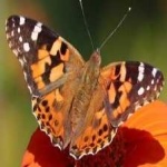 image of animal