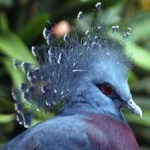 image of victoria_crowned_pigeon #30