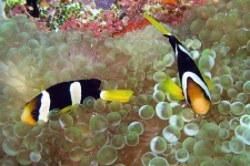 image of anemone_fish