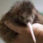 image of bird