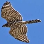 image of bird