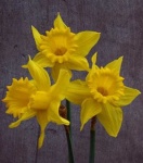 image of flower