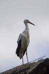 image of white_stork