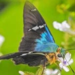 image of animal