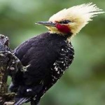 image of bird