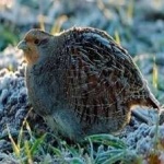 image of bird