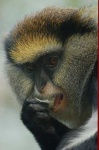 image of guenon
