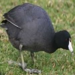 image of bird