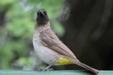 image of bulbul