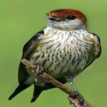 image of bird