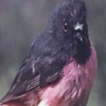 image of bird