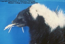 image of skunk