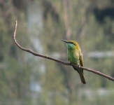 image of bee_eater