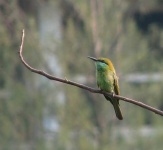 image of bee_eater #5