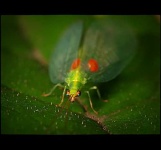 image of lacewing
