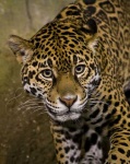 image of jaguar_car