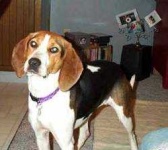 image of walker_hound