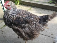 image of hen