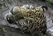 image of jaguar_car