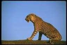 image of animal