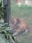 image of jaguar_car