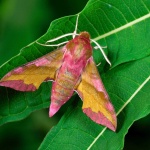 image of animal
