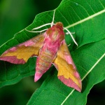 image of moth #15