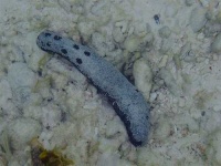 image of sea_cucumber