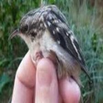 image of bird