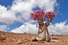 image of desert
